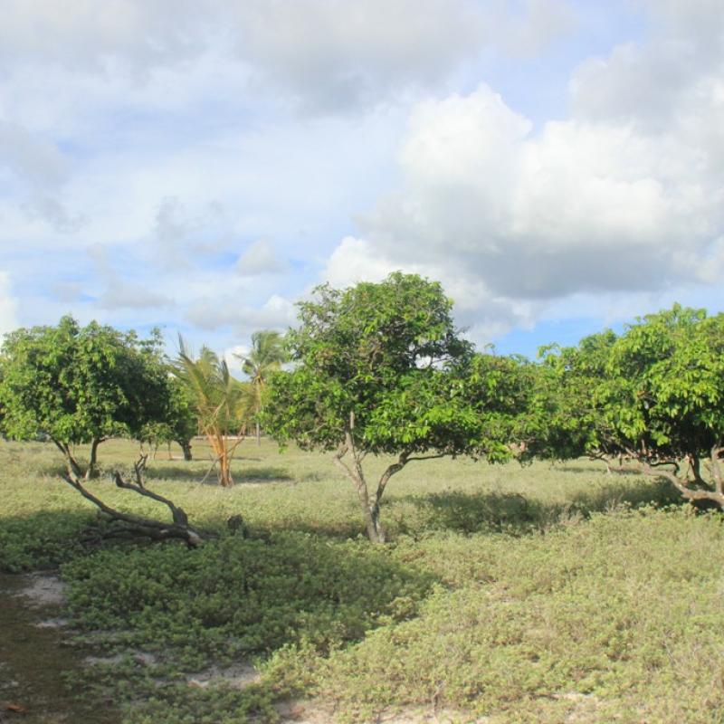 Terrain – villa - maison – propriété – à vendre – à louer – location - location longue durée – location à l’année – investissement – achat – vente – plage – bord de mer - sable blanc – Indonésie – Roti island – Bali – chambre – notaire – consultant - juridique – création - société – administration – voyage – entreprise – hôtel – commerce – restaurant – projet – visa – permis – travail – retraite – informations – découverte – aventure – produits – naturels – spa – salon – coiffure – réflexologie – savon – shampoing – anti-moustique – tourisme – plaisir – nature – surf – plongée – exploration – exotique – exotisme – massage – traditionnel – huile de massage – coucher de soleil – photos – galerie – soin de beauté – pédicure – manucure – agent immobilier – professionnel-Land - villa - house - property - for sale - rent - rental - leasing - rent annually - investment - purchase - sale - beach - sea - white sand - Indonesia - Rote island - Bali - bedroom - notary - consultant - legal - creation - company - administration - travel - business - hotel - shop - restaurant - project - visa - permit - work - retirement - information - discovery - adventure - products - natural - spa - lounge - hairdresser - reflexology - soap - shampoo – anti-mosquito – pleasure – nature – surf – diving – exploration - exotic - exotism - massage - traditional - massage oil - sunset - pictures - gallery - beauty treatment - pedicure – manicure – real estate agent – professional-Tanah - villa - rumah - properti - Dijual - disewakan - dikontrakan - menyewa per tahun - investasi - pembelian - penjualan - pantai - laut - pasir putih - Indonesia - pulau Roti - Bali - bedroom - notaris - konsultan - hukum - penciptaan - wisata - - bisnis - Hotel - bisnis - restoran - proyek - visa - izin - pekerjaan - pensiun - informasi - penemuan - petualangan - produk - spa - - alam ruang duduk - penata rambut - reflexology masyarakat - administrasi - sabun - shampoo – anti-nyamuk - Pariwisata - menyenangkan - semacam - surfing - diving – eksplorasi - eksotik - eksotis - pijat - tradisional - pijat minyak - sunset - Foto - galeri - perawatan kecantikan - pedicure – manicure – properti agen - Profesional